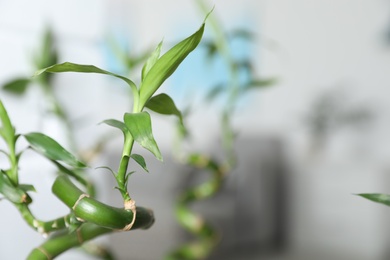 Photo of Bamboo stems on blurred background, closeup. Space for text