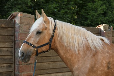 Photo of Adorable horse with bridles outdoors. Lovely domesticated pet