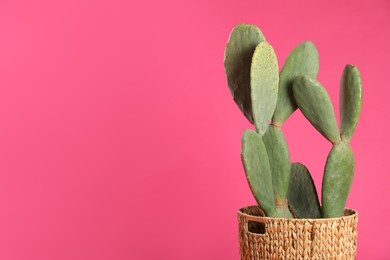 Beautiful cactus on pink background, space for text. Tropical plant