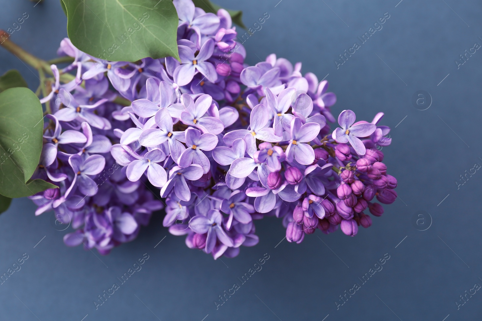 Photo of Beautiful blossoming lilac on grey background. Spring flowers