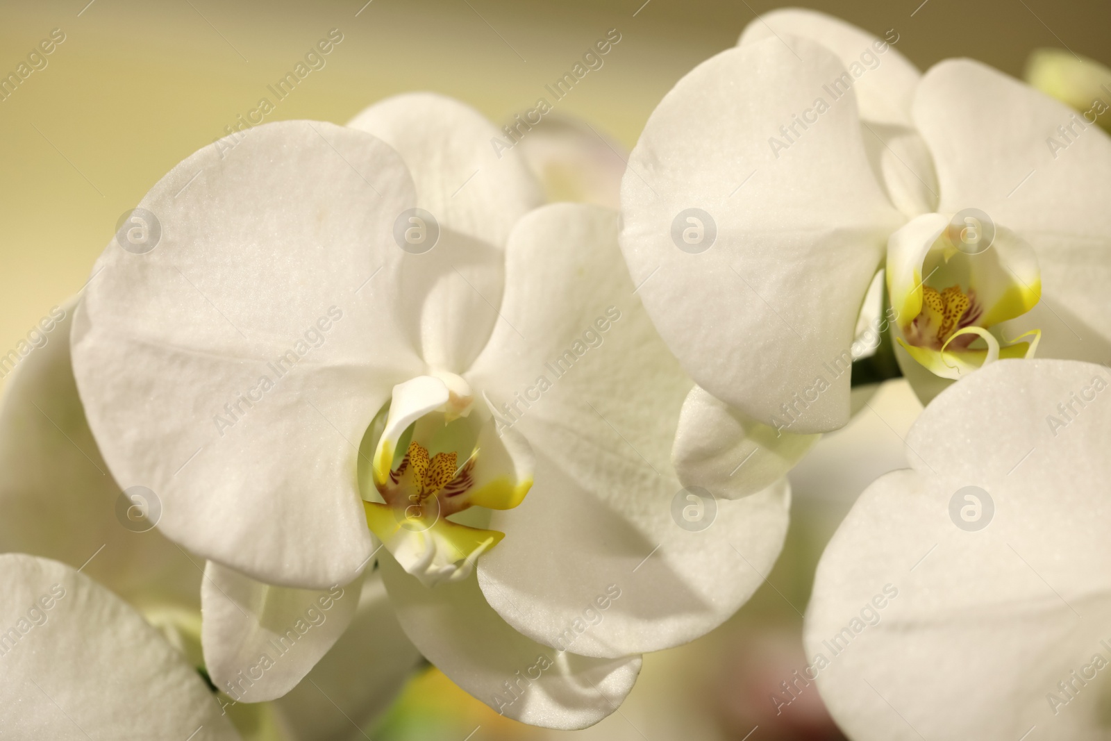 Photo of Beautiful white orchid flowers on blurred background, closeup