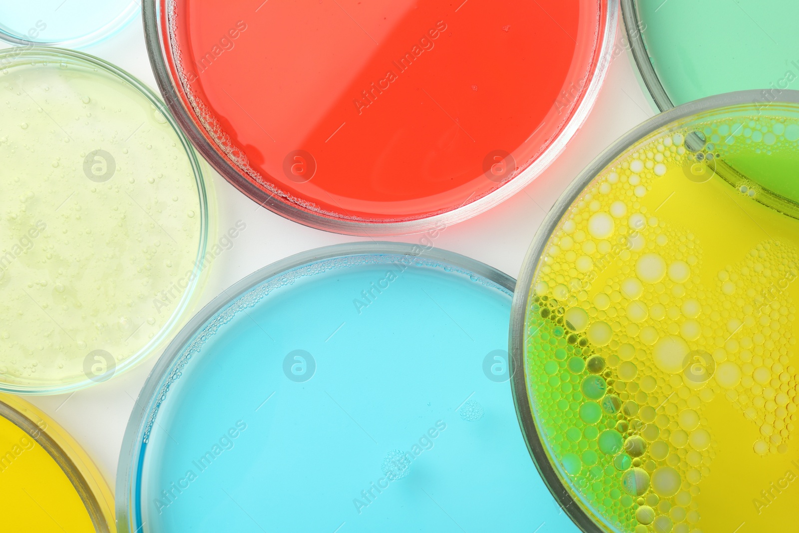 Photo of Petri dishes with different liquid samples on white background, top view