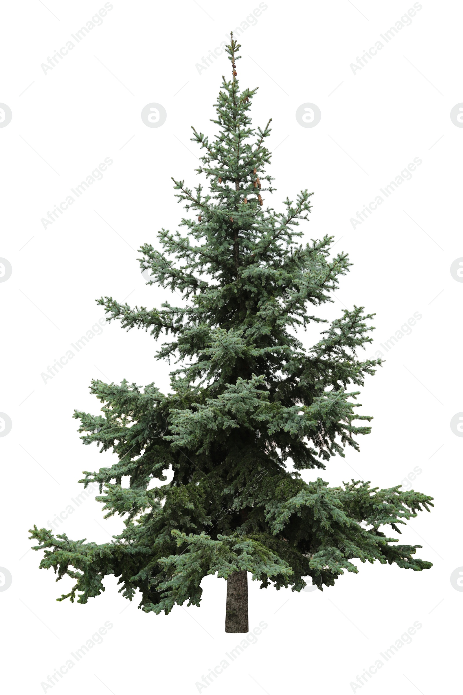 Image of Beautiful evergreen fir tree on white background