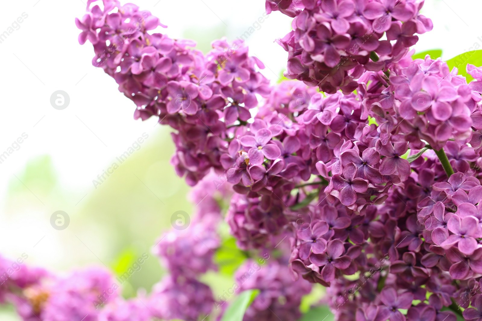 Photo of Beautiful blossoming lilac flowers on blurred background, closeup. Space for text