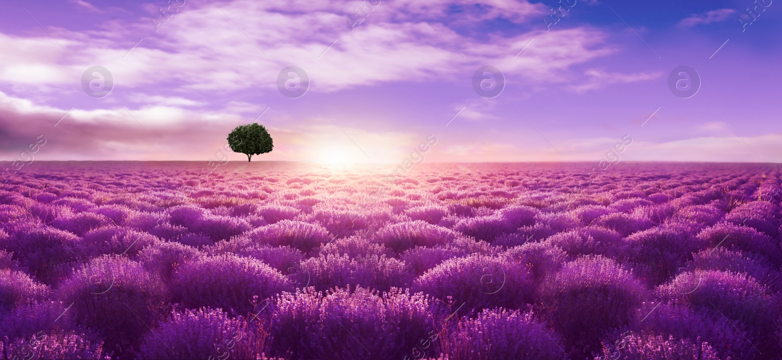 Image of Beautiful lavender field with single tree under amazing sky at sunset