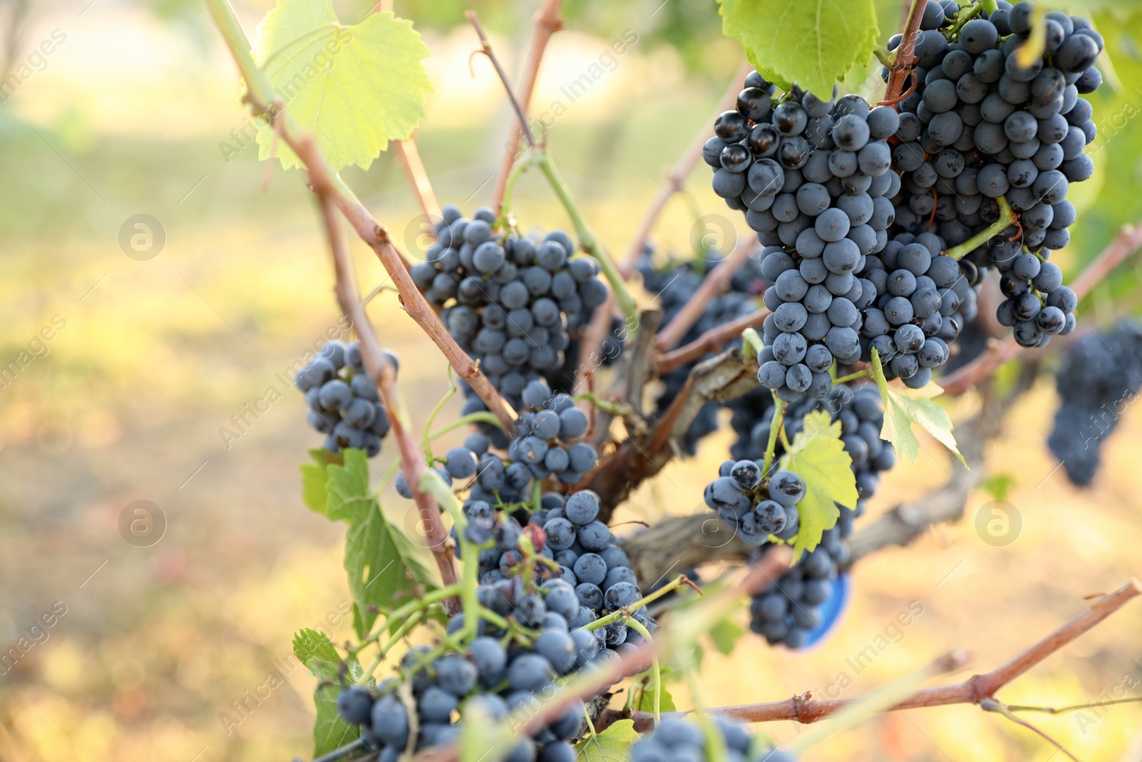 Photo of Delicious ripe grapes in vineyard. Harvest season