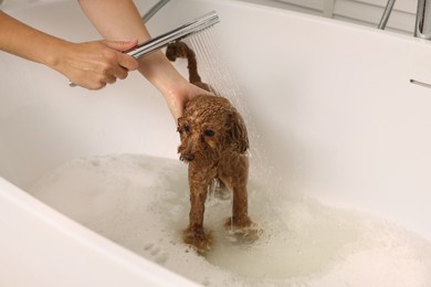 Photo of Woman washing cute Maltipoo dog in bathtub indoors. Lovely pet