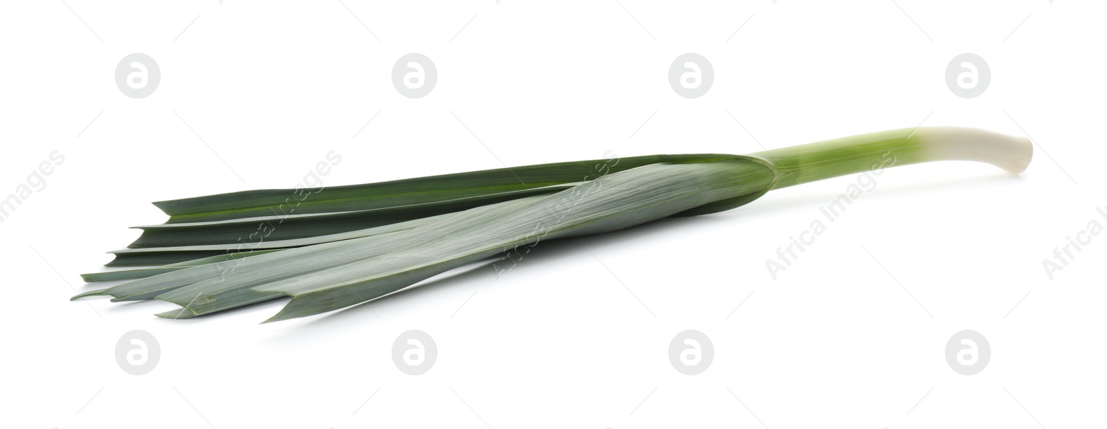 Photo of Fresh raw leek isolated on white. Ripe onion