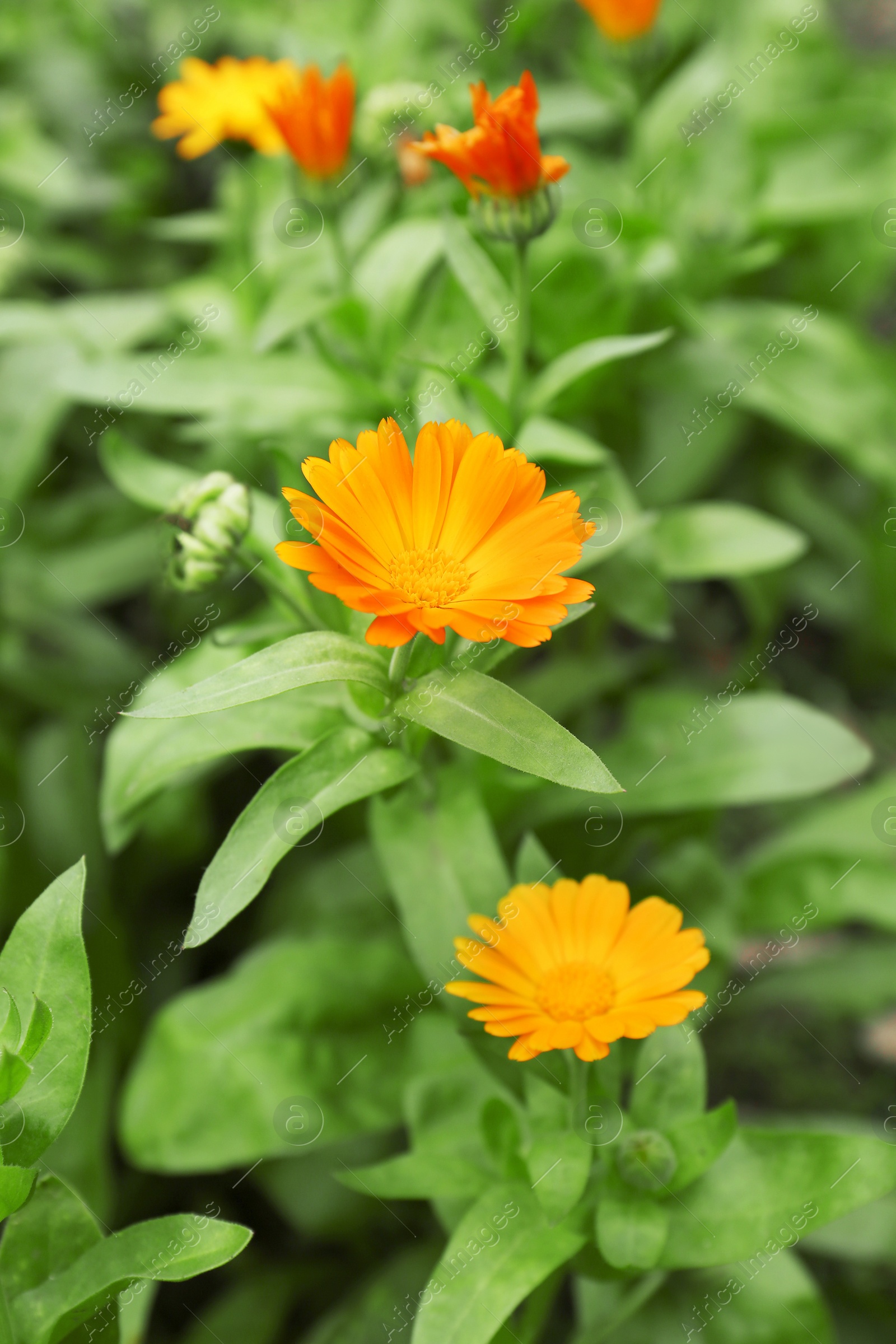 Photo of Beautiful colorful calendula flowers growing in garden