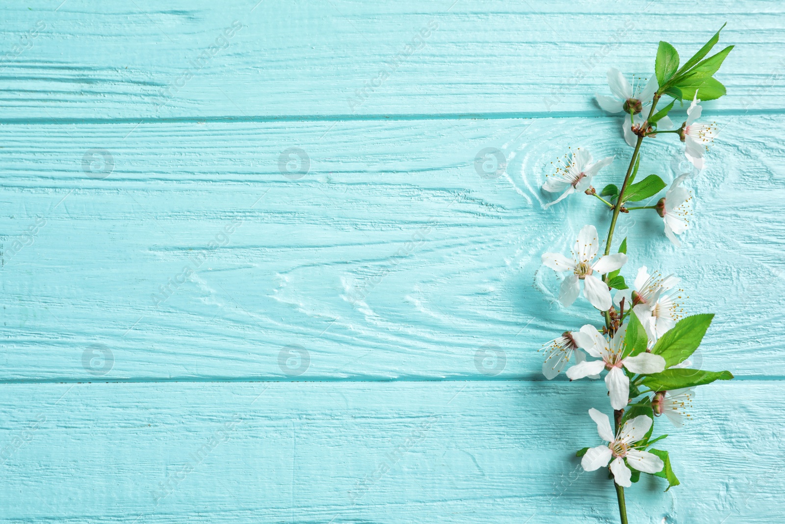 Photo of Beautiful blossoming branch on wooden background