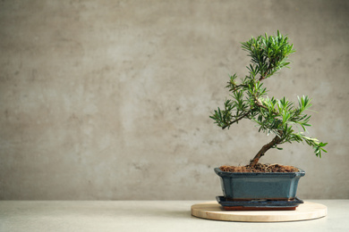 Photo of Japanese bonsai plant on light table, space for text. Creating zen atmosphere at home