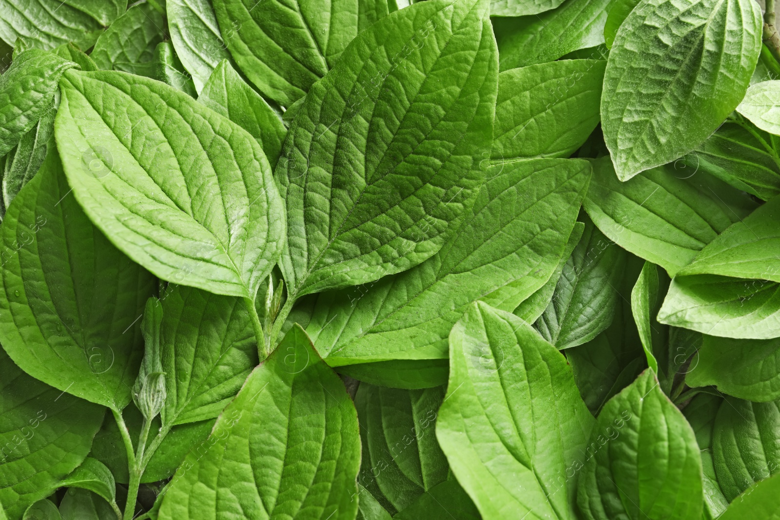 Photo of Beautiful spring green leaves as background