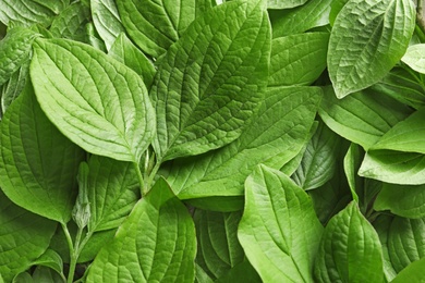 Beautiful spring green leaves as background