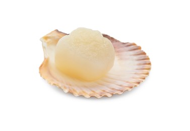 Fresh raw scallop in shell isolated on white