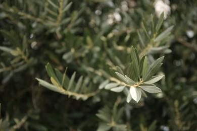 Closeup view of beautiful olive tree with green leaves outdoors