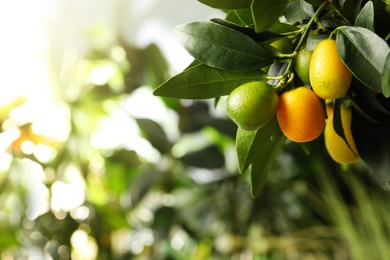 Photo of Kumquat tree with ripening fruits outdoors, closeup