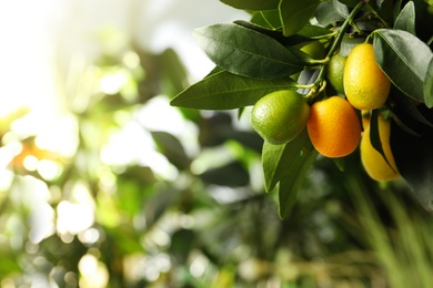 Kumquat tree with ripening fruits outdoors, closeup