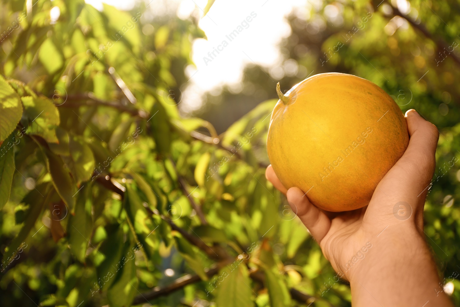 Photo of Man holding ripe juicy melon outdoors on sunny day, closeup