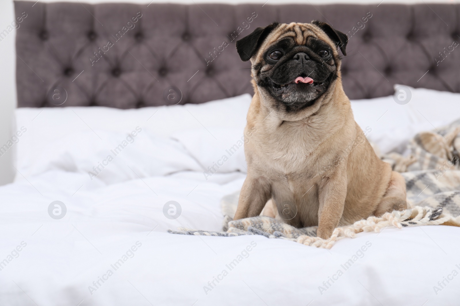 Photo of Happy cute pug dog on bed indoors