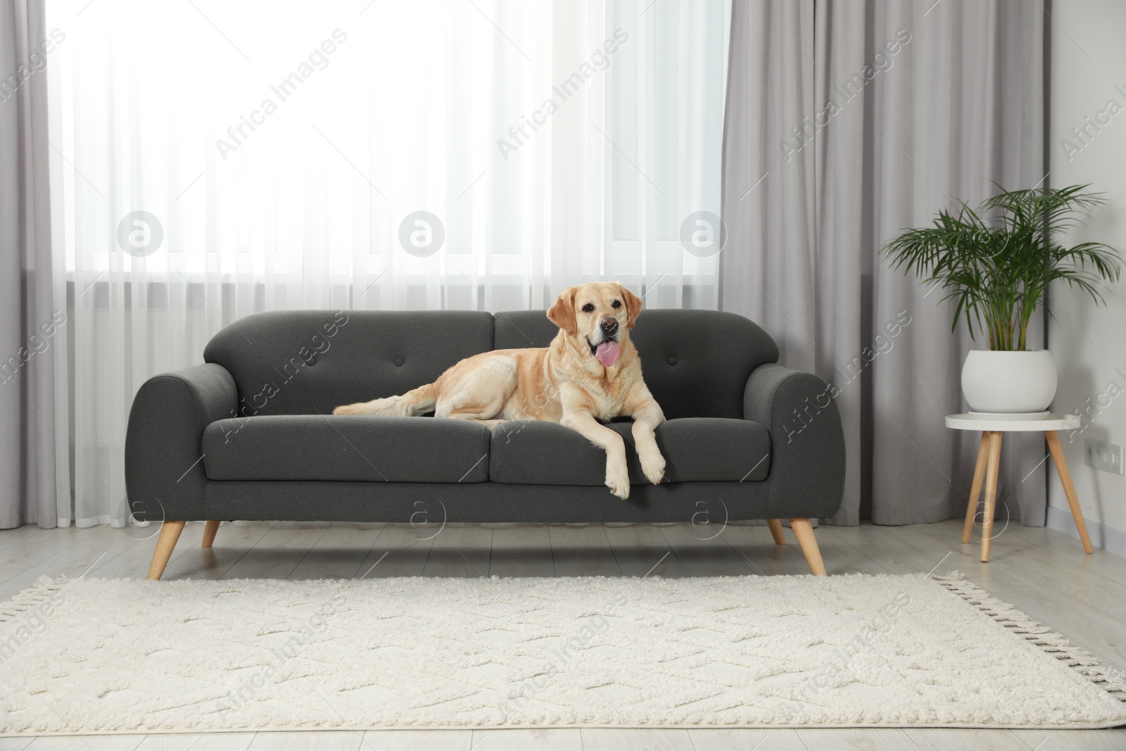 Photo of Cute Labrador Retriever on sofa in living room