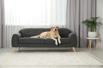 Cute Labrador Retriever on sofa in living room