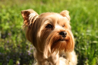 Photo of Cute Yorkshire terrier in park on sunny spring day, closeup