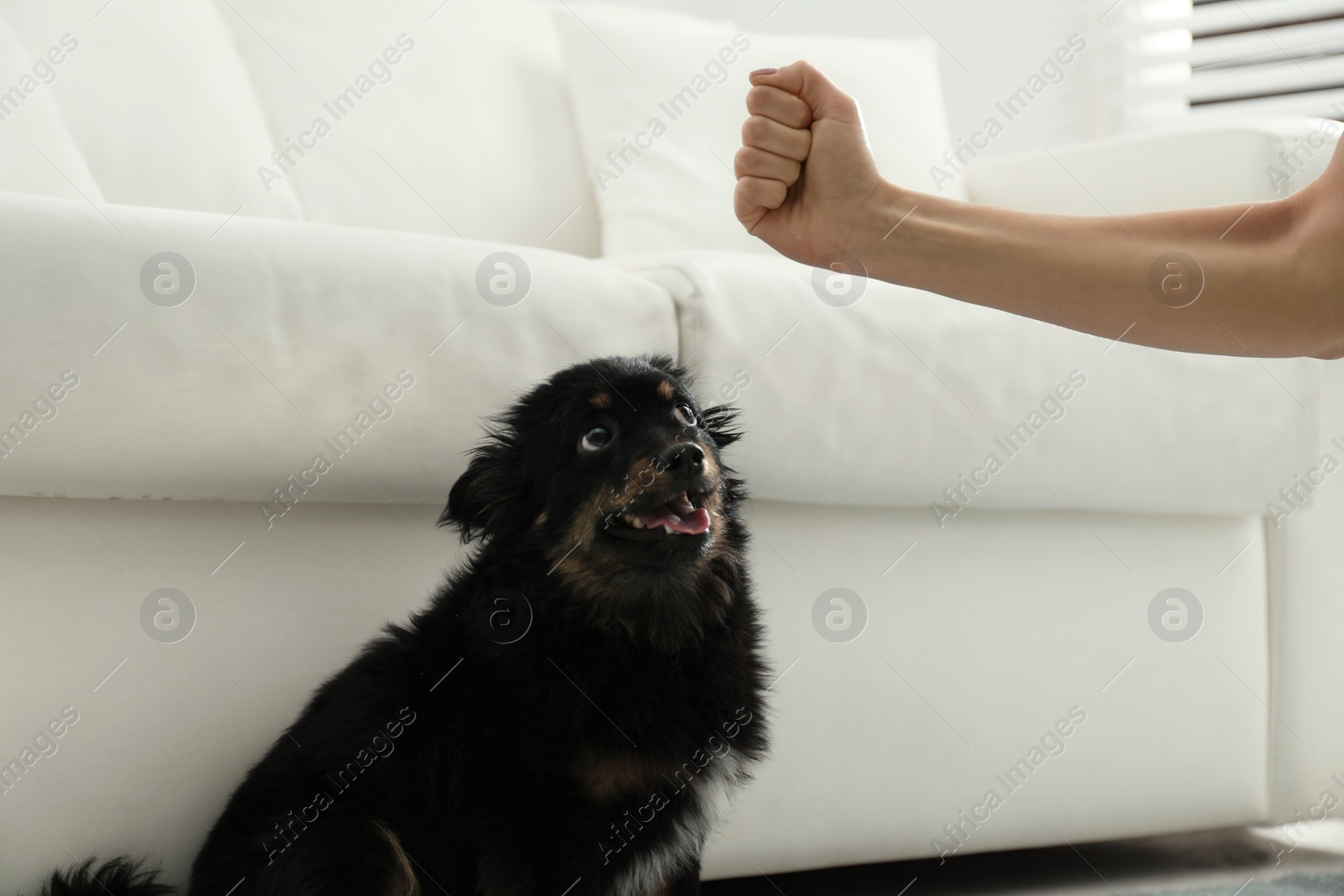 Photo of Woman beating dog at home, closeup. Domestic violence against pets