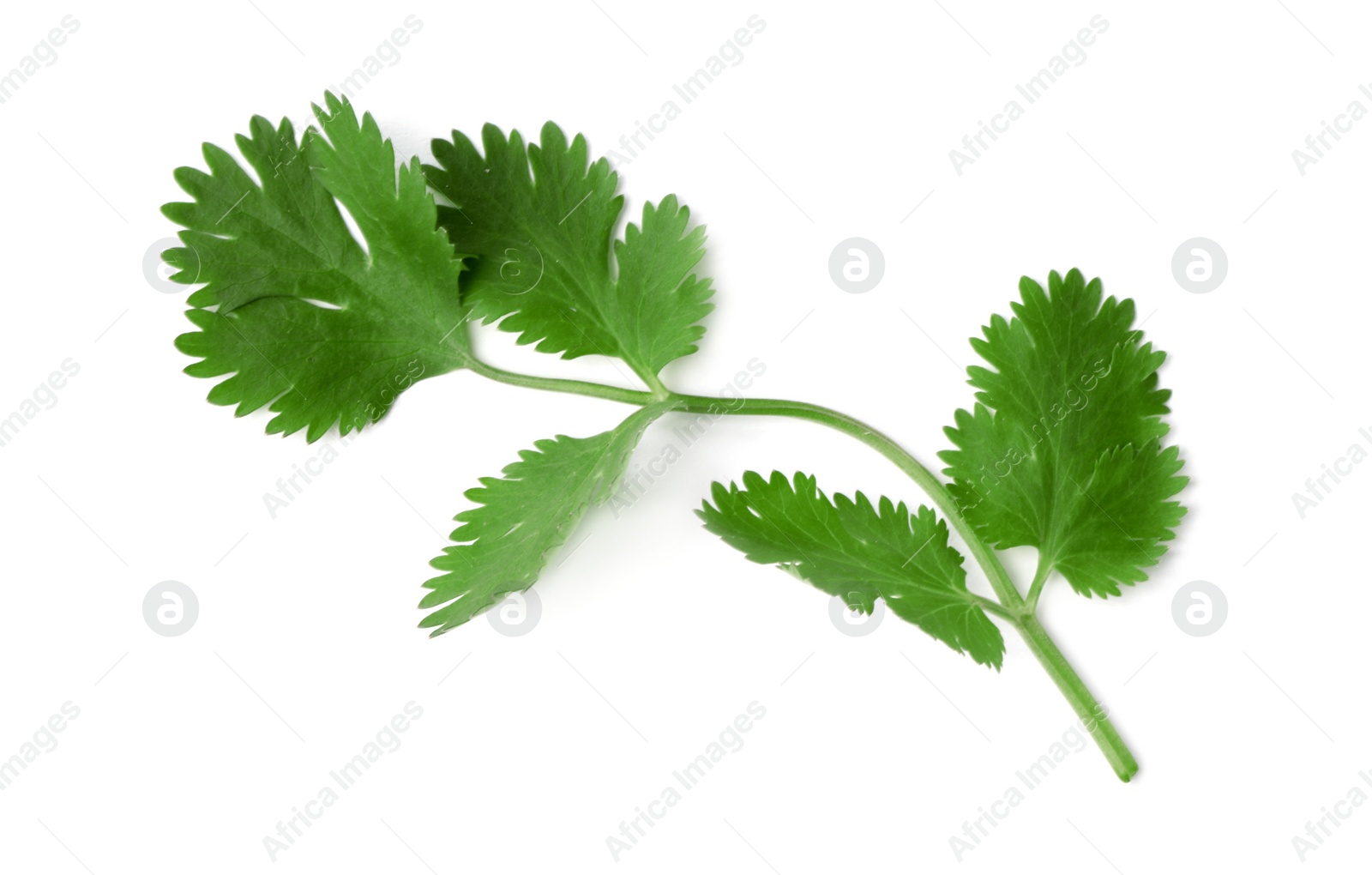 Photo of Aromatic fresh green cilantro isolated on white