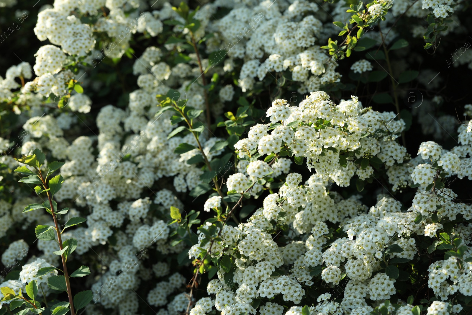 Photo of Beautiful spiraea shrub with white blossom outdoors