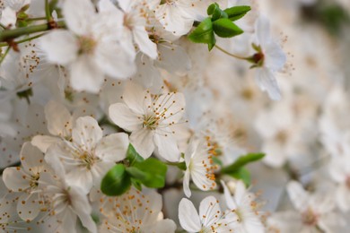 Photo of Cherry tree with white blossoms on blurred background, closeup. Spring season