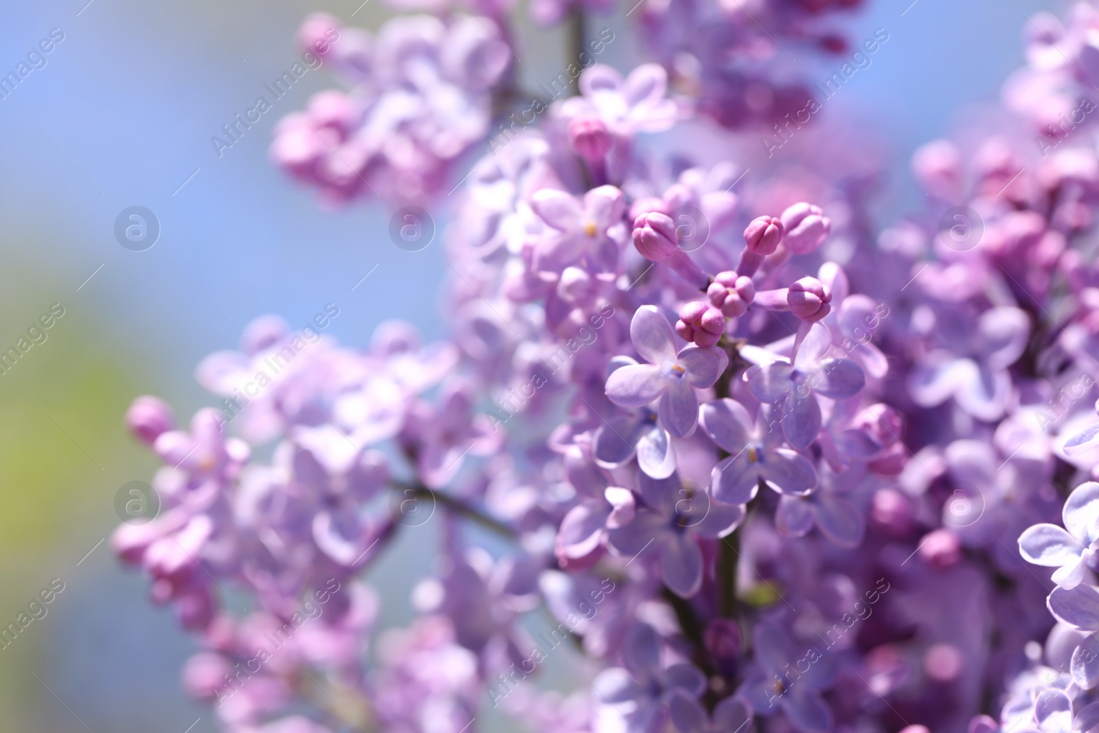 Photo of Closeup view of beautiful blooming lilac shrub outdoors