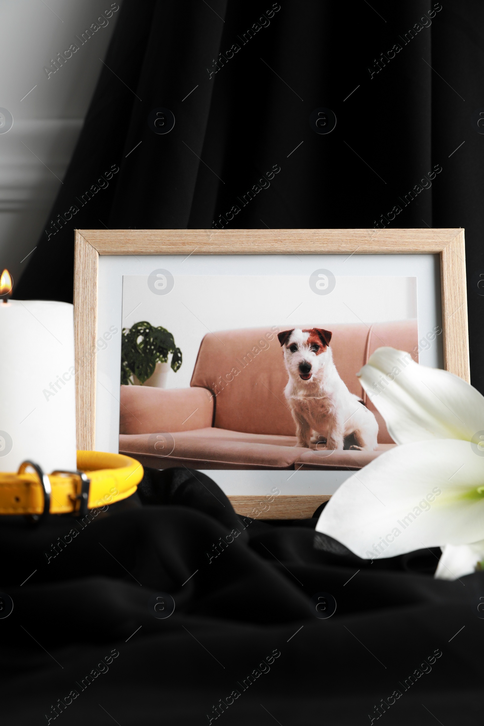 Photo of Frame with picture of dog, collar, burning candle and lily flower on black cloth, closeup. Pet funeral