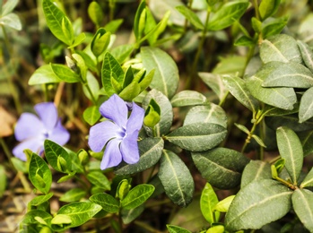 Photo of Beautiful periwinkles in garden, space for text. Blooming spring flowers