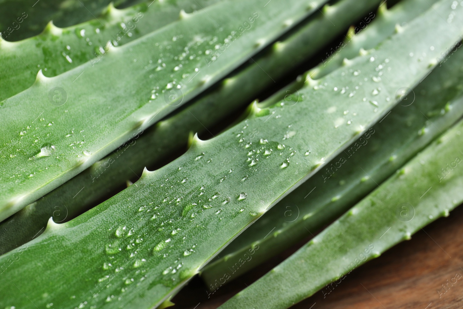 Photo of Fresh aloe vera leaves, closeup view