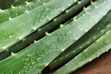 Fresh aloe vera leaves, closeup view