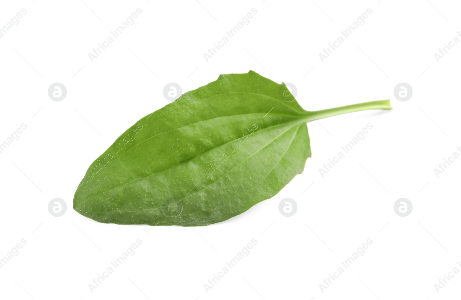 Photo of Fresh green broadleaf plantain leaf isolated on white