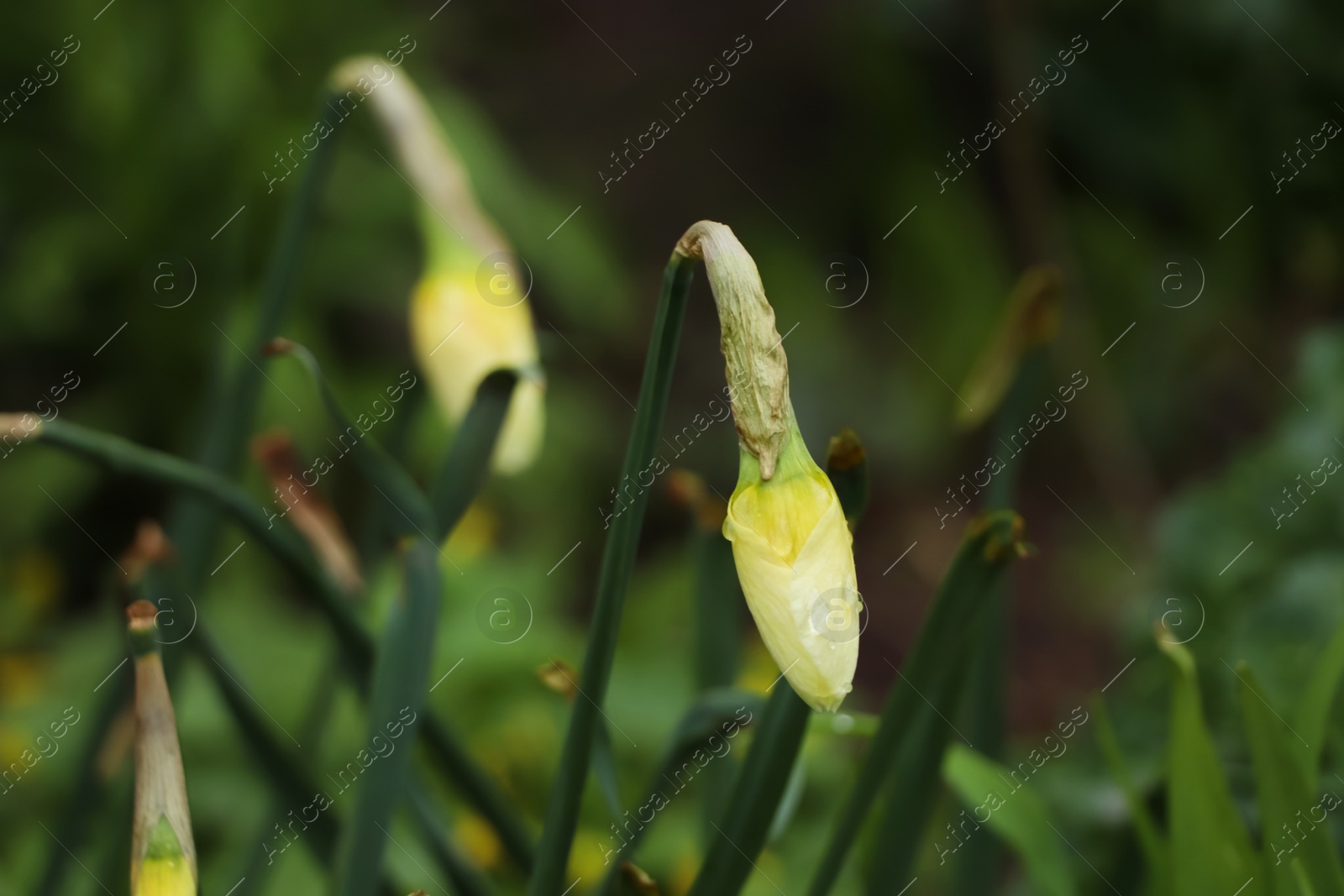 Photo of Beautiful unopened daffodils outdoors on spring day, closeup