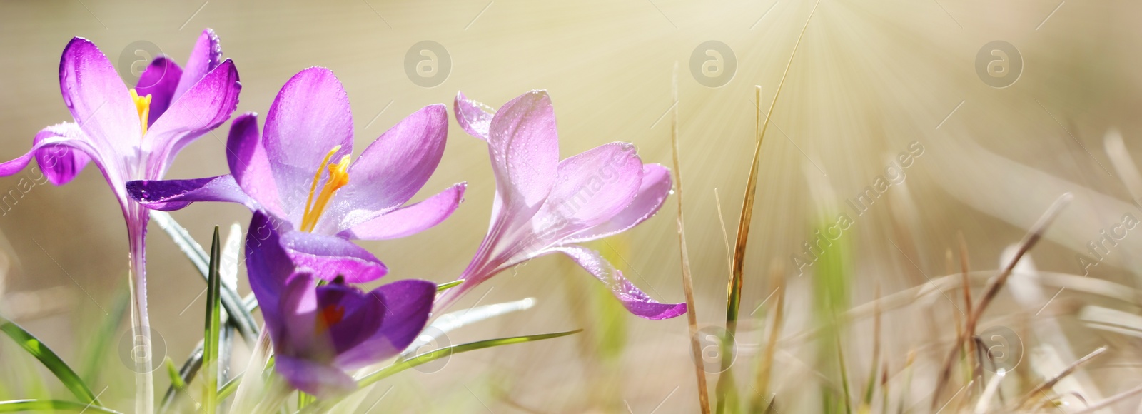 Image of Beautiful purple crocus flowers growing outdoors, closeup view with space for text. Banner design 