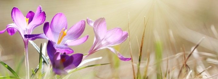 Beautiful purple crocus flowers growing outdoors, closeup view with space for text. Banner design 