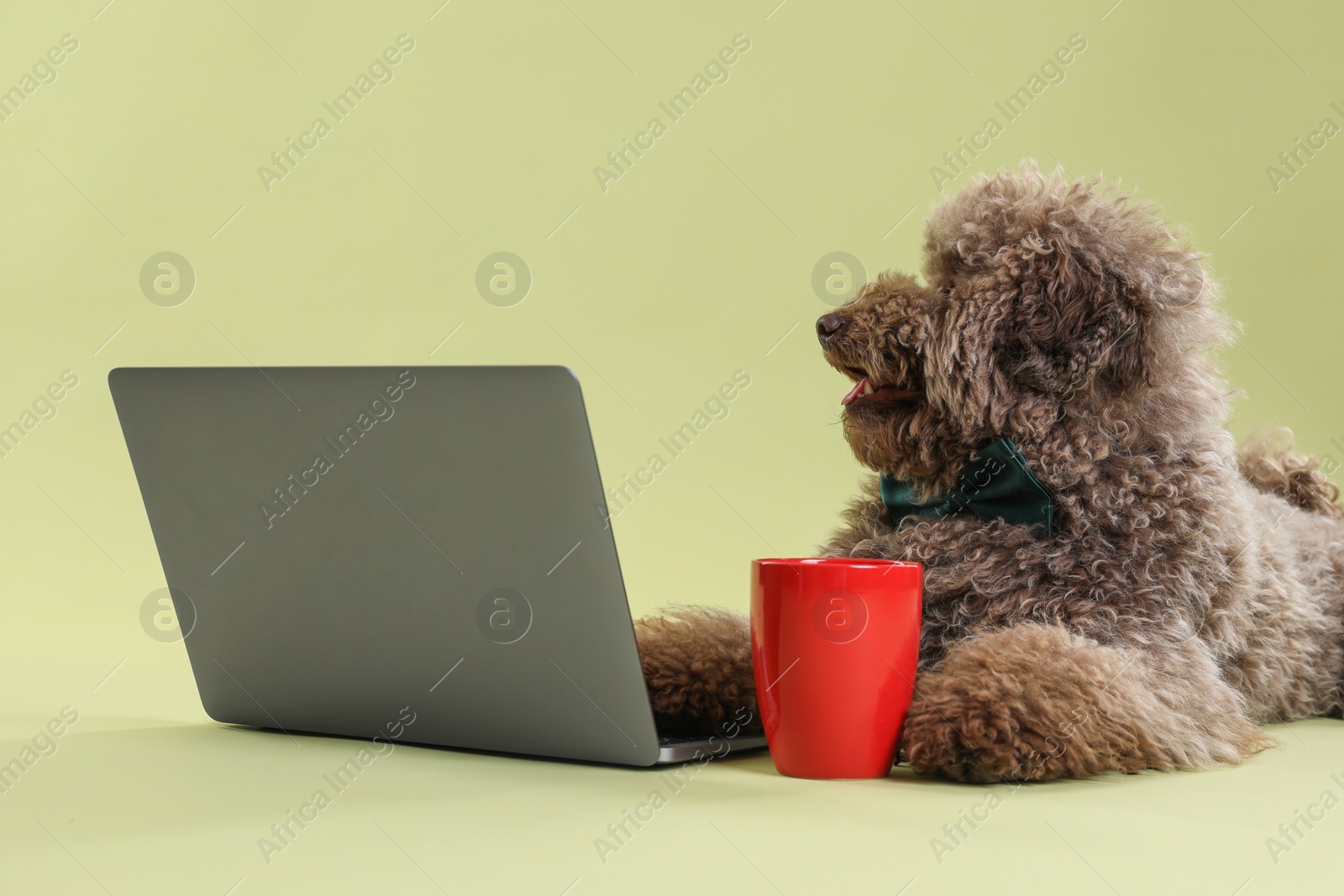 Photo of Cute Toy Poodle dog near laptop and cup on green background