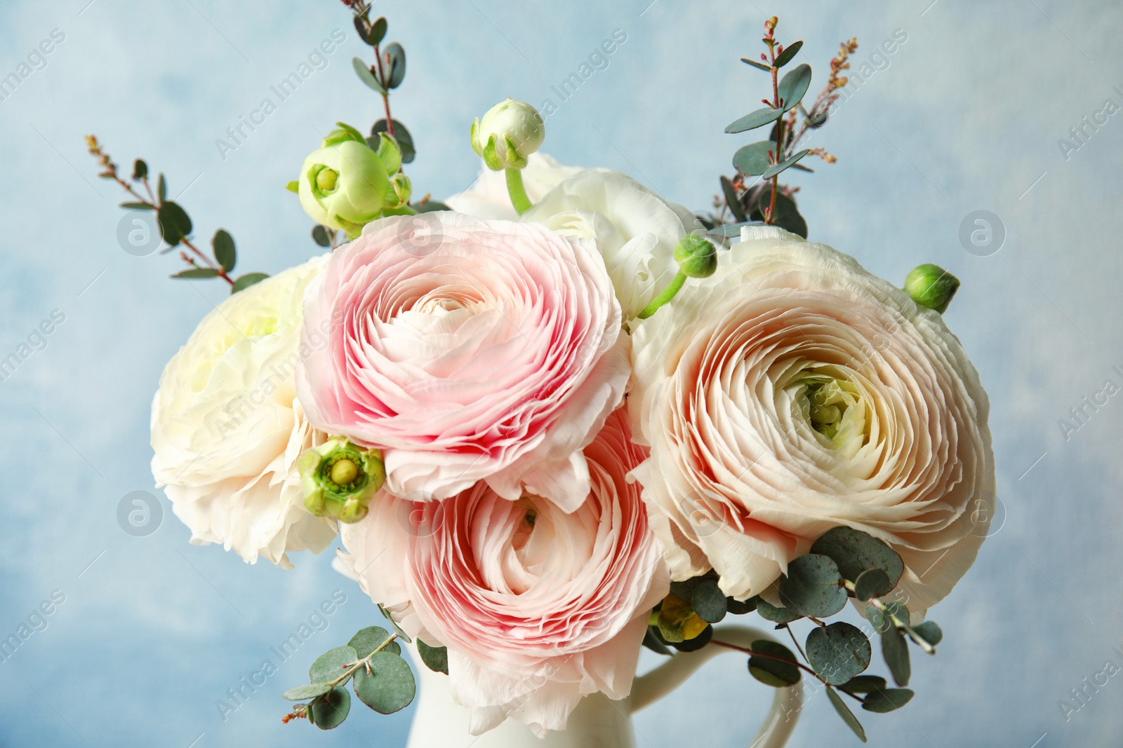 Photo of Beautiful spring ranunculus flowers in vase on color background, closeup