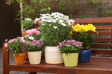 Many different beautiful blooming plants in flowerpots on wooden bench outdoors