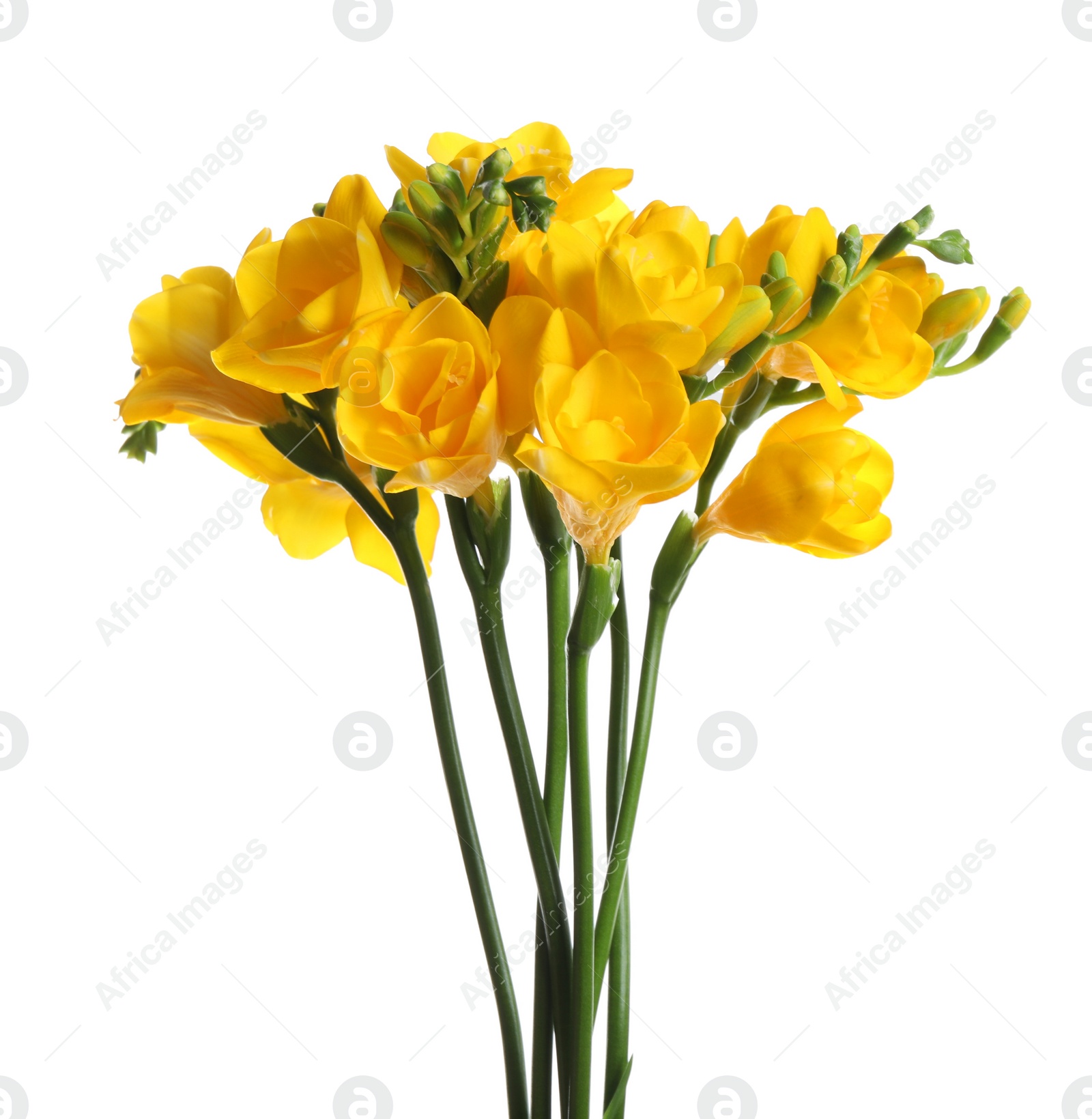 Photo of Beautiful yellow freesia flowers on white background