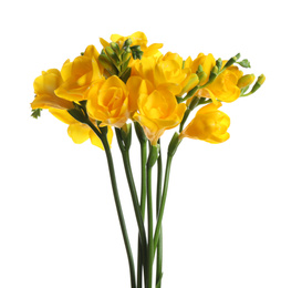 Photo of Beautiful yellow freesia flowers on white background