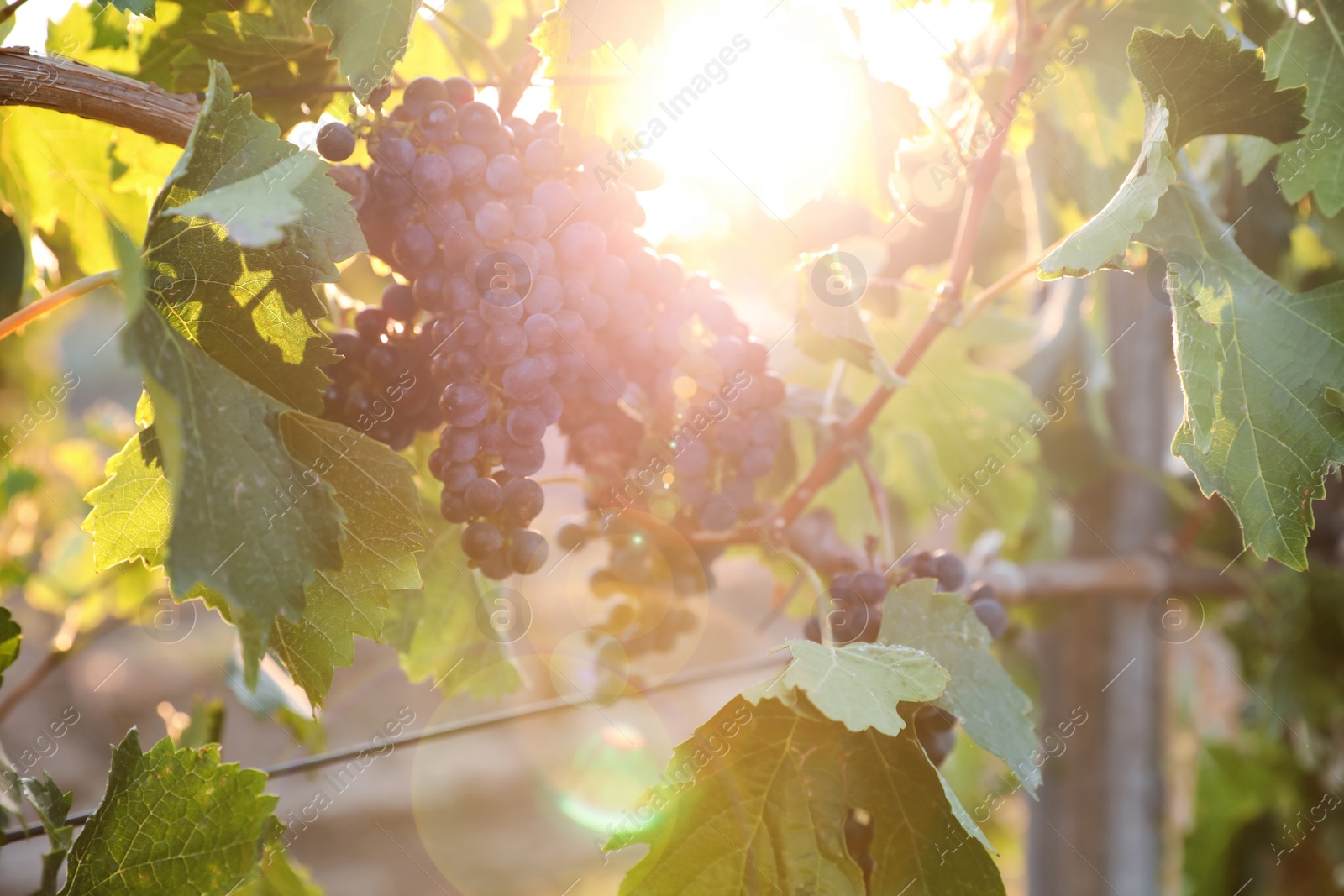 Photo of Bunch of ripe juicy grapes on branch in vineyard