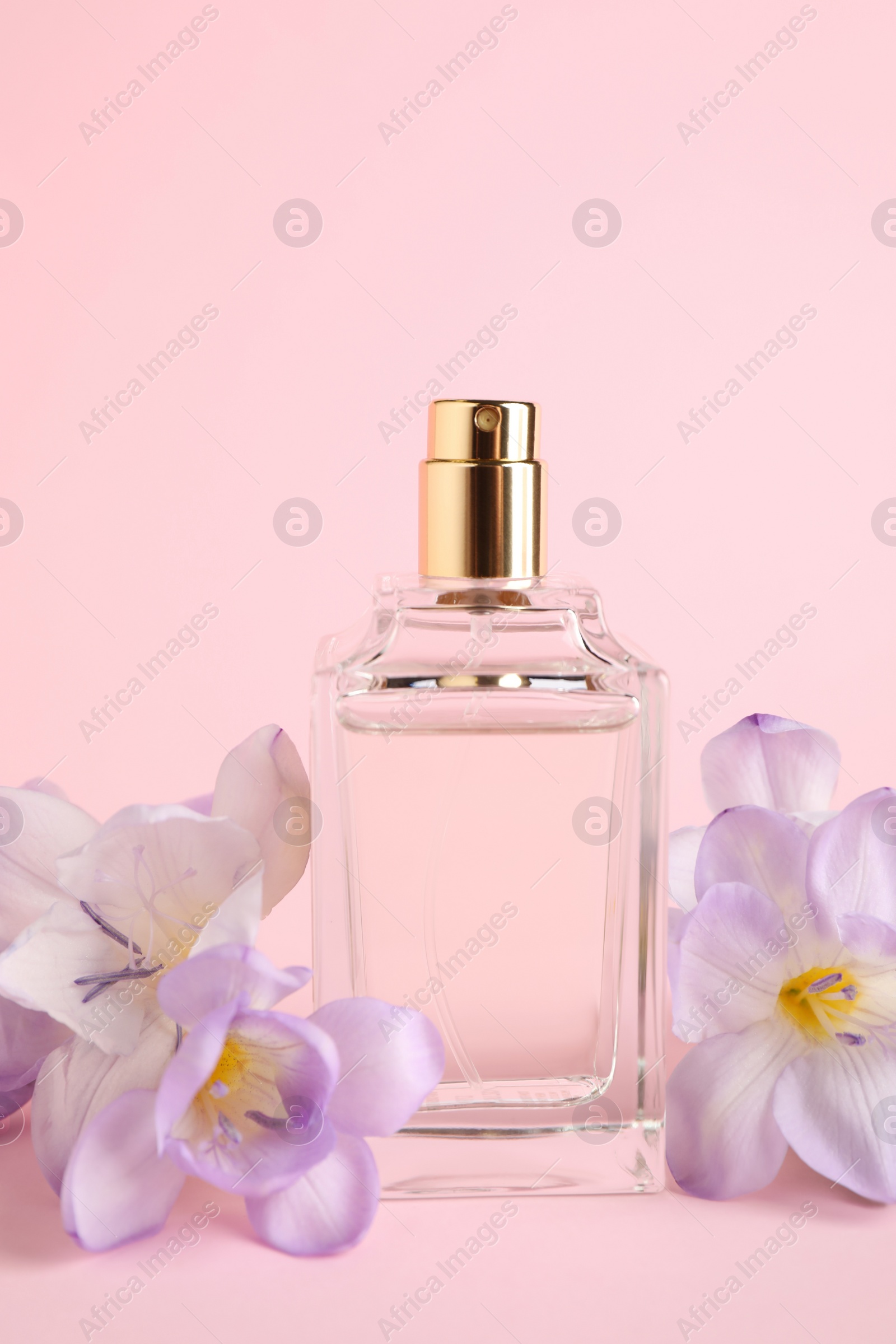 Photo of Bottle of perfume with freesia flowers on pink background
