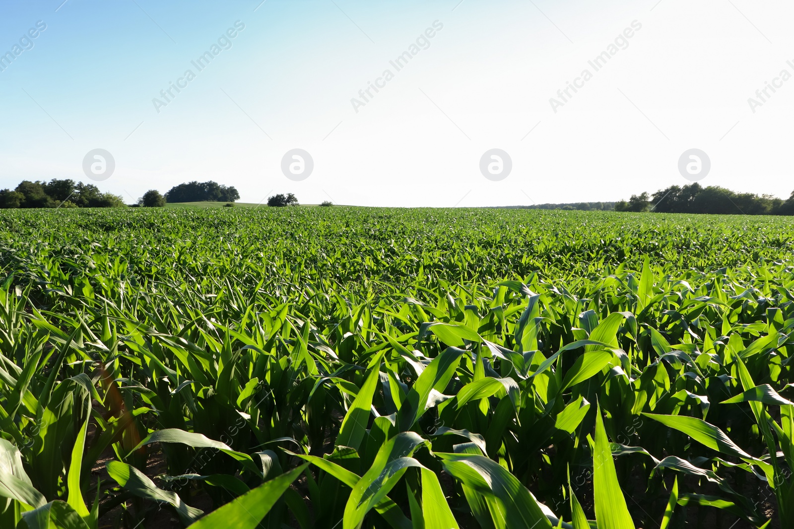 Photo of Beautiful agricultural field with green corn plants on sunny day