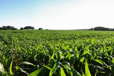 Beautiful agricultural field with green corn plants on sunny day