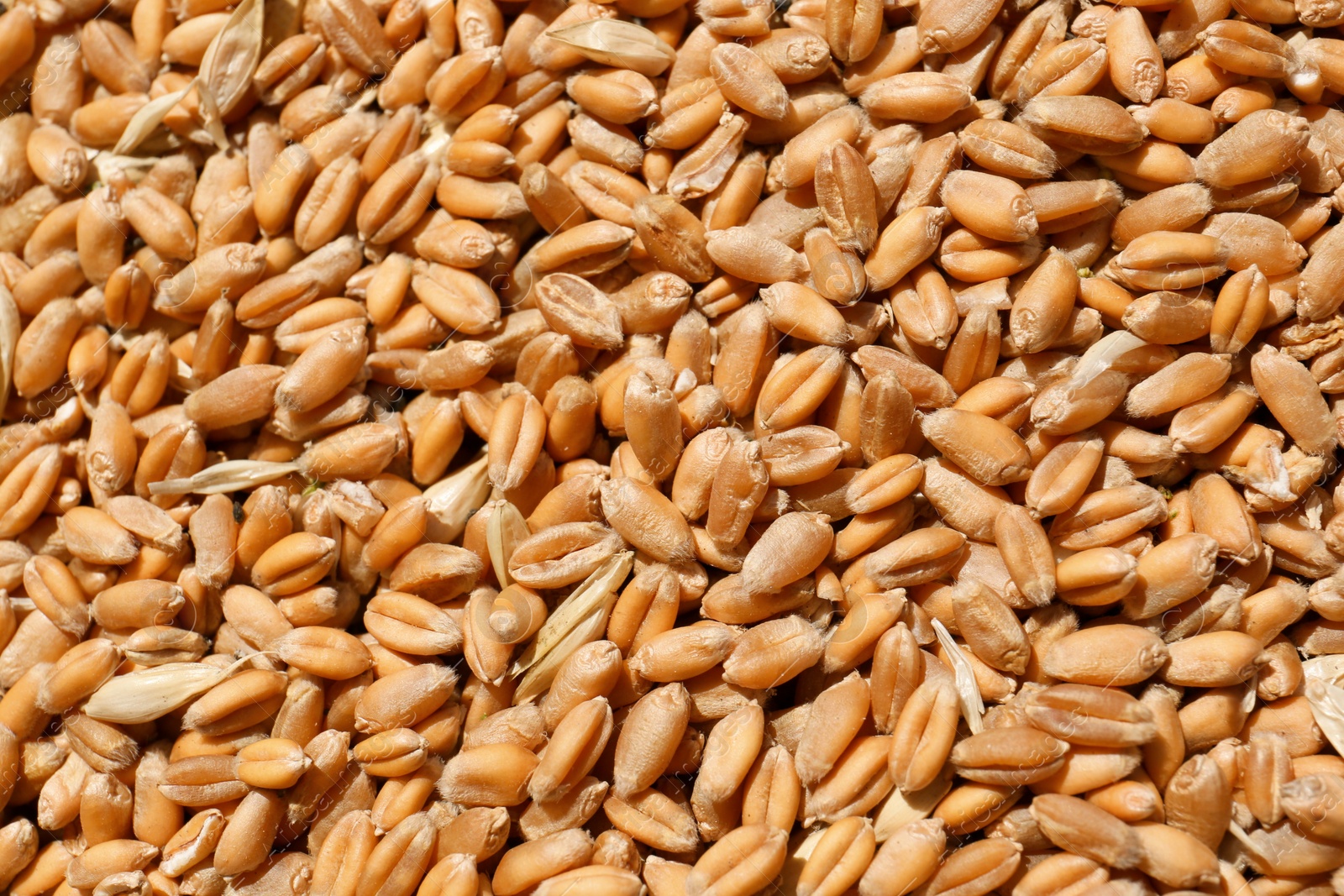 Photo of Pile of wheat grains as background, closeup view