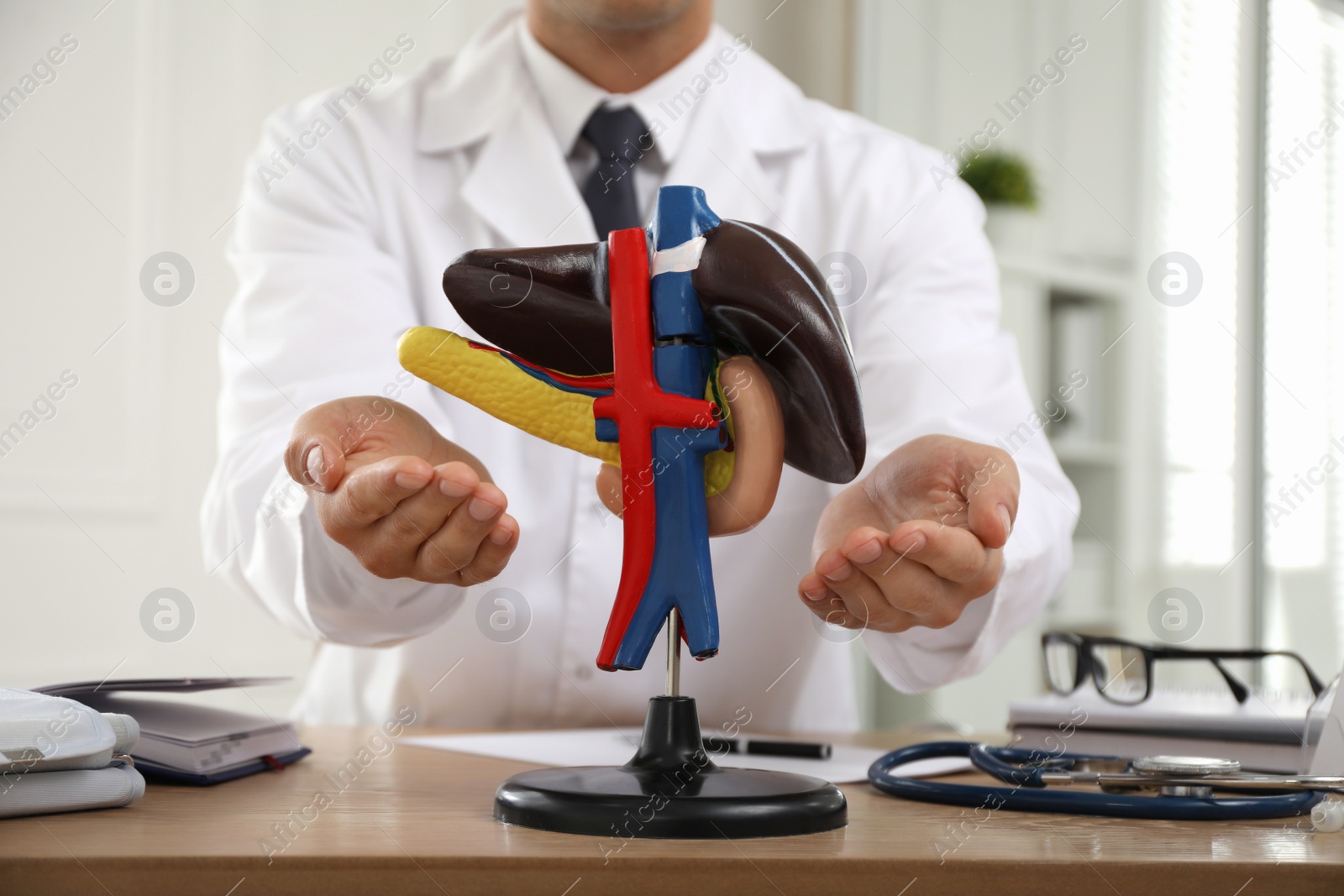 Photo of Doctor demonstrating model of liver at table in clinic, closeup